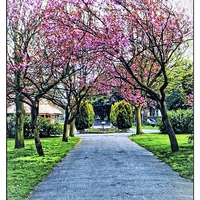 Buy canvas prints of Bellevue park by chrissy woodhouse