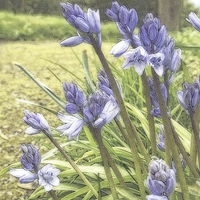 Buy canvas prints of bluebells by chrissy woodhouse