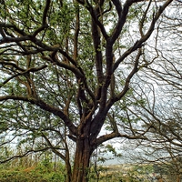 Buy canvas prints of view of the tree by chrissy woodhouse