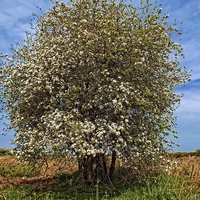 Buy canvas prints of hawthorn by chrissy woodhouse
