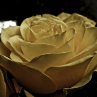 Buy canvas prints of yellow rose by chrissy woodhouse