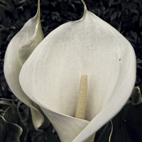 Buy canvas prints of calla lily by chrissy woodhouse