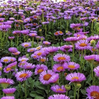 Buy canvas prints of asters in the park by chrissy woodhouse