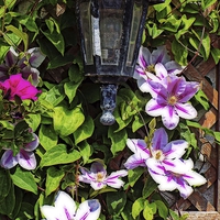 Buy canvas prints of clematis around a lantern by chrissy woodhouse