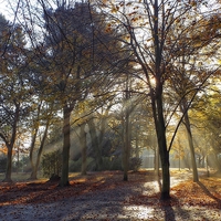 Buy canvas prints of  autumnal rays by chrissy woodhouse