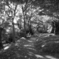 Buy canvas prints of  Autumn in black and white by chrissy woodhouse