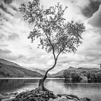 Buy canvas prints of The Lone Tree in Black And White by Andy McGarry