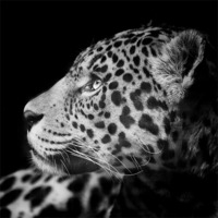 Buy canvas prints of Eyes of the Jaguar by Andy McGarry
