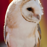Buy canvas prints of Barn Owl by Andy McGarry