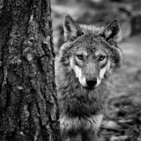 Buy canvas prints of The Eyes of the Wolf by Andy McGarry