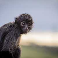 Buy canvas prints of Spider Monkey by Andy McGarry