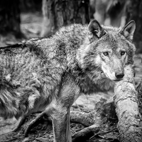 Buy canvas prints of Timber Wolf by Andy McGarry