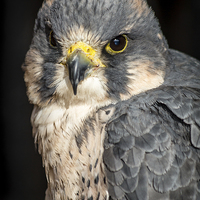 Buy canvas prints of Peregrine Falcon Portrait by Andy McGarry