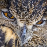 Buy canvas prints of European Eagle Owl by Andy McGarry