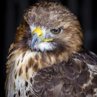 Buy canvas prints of Red Tailed Buzzard by Andy McGarry