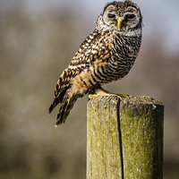 Buy canvas prints of Little Owl by Andy McGarry