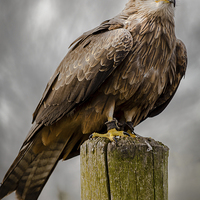 Buy canvas prints of Black Kite by Andy McGarry