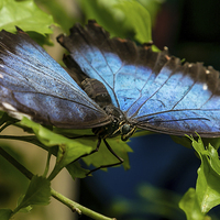 Buy canvas prints of Blue Morphos Butterfly by Andy McGarry