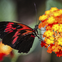 Buy canvas prints of Postman Butterfly Feeding by Andy McGarry