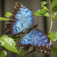 Buy canvas prints of Blue Morpho Butterfly by Andy McGarry