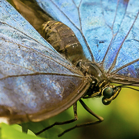 Buy canvas prints of Blue Morphos Butterfly Closeup by Andy McGarry