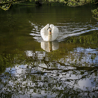 Buy canvas prints of Graceful Swan by Andy McGarry