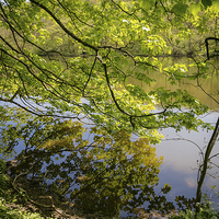 Buy canvas prints of Reflection in Keg Pool - Etherow Park by Andy McGarry