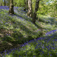 Buy canvas prints of Blue Bell Carpet by Andy McGarry