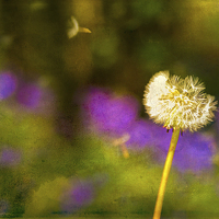 Buy canvas prints of Dandelion Clock in front of a field of bluebells by Andy McGarry