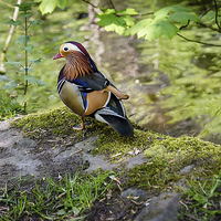 Buy canvas prints of Wild Mandarin Duck by Andy McGarry