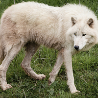 Buy canvas prints of Arctic Wolf by Andy McGarry