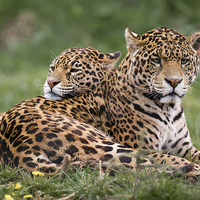 Buy canvas prints of Jaguars sharing a moment by Andy McGarry