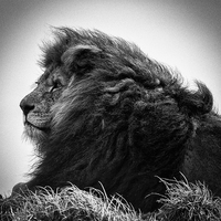 Buy canvas prints of The Lion King by Andy McGarry