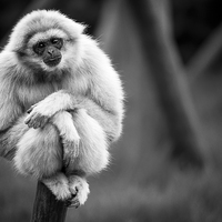 Buy canvas prints of White Handed Gibbon Portarit by Andy McGarry