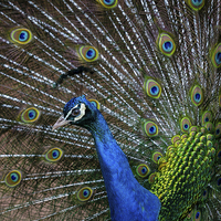 Buy canvas prints of Peacock by Andy McGarry