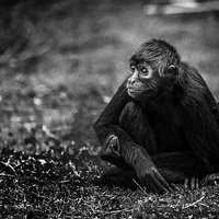 Buy canvas prints of Spider Monkey, deep in thought by Andy McGarry