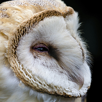 Buy canvas prints of Barn Owl Portrait by Andy McGarry