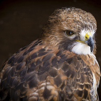 Buy canvas prints of Red Tailed Buzzard by Andy McGarry