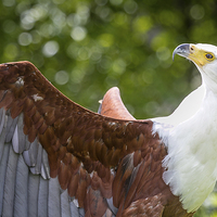 Buy canvas prints of Fish Eagle Portrait by Andy McGarry