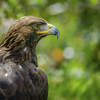 Buy canvas prints of Golden Eagle Portrait by Andy McGarry