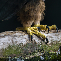 Buy canvas prints of  Talons of a African Tawny Eagle by Andy McGarry