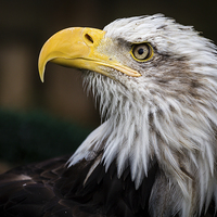 Buy canvas prints of  American Bald Eagle Portrait by Andy McGarry