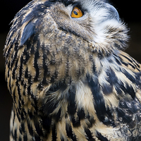 Buy canvas prints of  European Eagle Owl Portrait by Andy McGarry