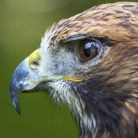 Buy canvas prints of  Red Tailed Buzzard Portrait by Andy McGarry