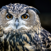 Buy canvas prints of  European Eagle Owl Portrait by Andy McGarry