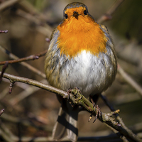Buy canvas prints of  Robin Redbreast by Andy McGarry
