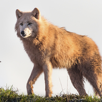 Buy canvas prints of  Arctic Wolf at Sunrise by Andy McGarry