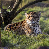 Buy canvas prints of  South American Jaguar by Andy McGarry
