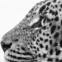 Buy canvas prints of  Sri Lankan Leopard by Andy McGarry
