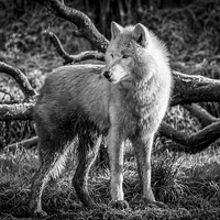 Buy canvas prints of  Arctic Wolf by Andy McGarry